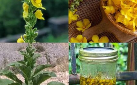 Königskerzenblüten: Einfache Geheimnisse für natürliche Heilung und Wohlbefinden