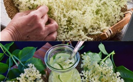 Holunderblüten blühen jetzt: 6 Ideen für die Verwendung der duftenden Blüten