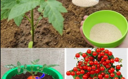 Riesige Tomaten im Garten, verrückt: nur ein Löffel dieser Zutat | Alle Gärtner machen es