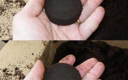 Den Kaffeesatz wegzuwerfen ist das Dümmste, was man tun kann. Es ist ein unschätzbarer Helfer zu Hause und im Garten