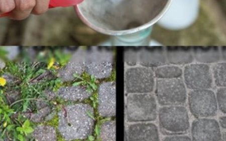 Unkultivierter Garten, nur mit dieser Zutat beseitigen Sie jegliches Unkraut und Sträucher