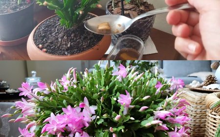 Der Besitzer des Blumenladens hat mir dieses Hausmittel empfohlen