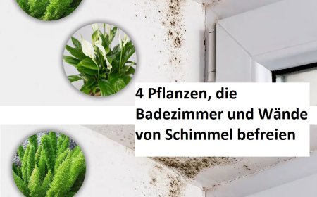 4 Pflanzen, die Badezimmer und Wände von Schimmel befreien