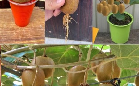 Kiwi: wie man den Kiwibaum pflanzt, züchtet und erntet