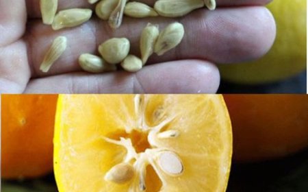 Machen Sie beim Auspressen von Zitronen nicht den Fehler, die Kerne wegzuwerfen: So verwendet sind sie Gold wert