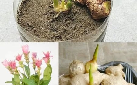 Züchten Sie Ihren eigenen, endlosen Vorrat an Ingwer direkt zu Hause!