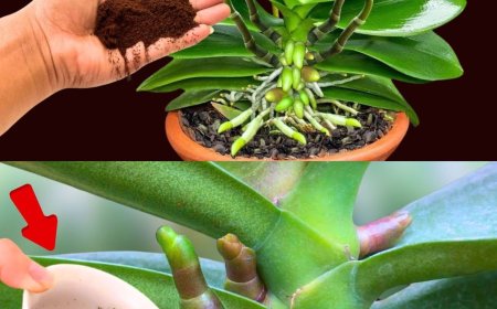 Wenn Sie dies auf der Orchidee verteilen, werden Sie nie damit aufhören