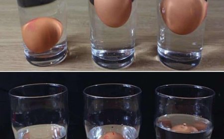 3 Technik, um zu erkennen, ob ein Ei frisch oder faul ist