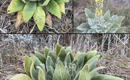 Königskerze: Die Vorteile von Blättern, Blüten und Wurzeln entdecken