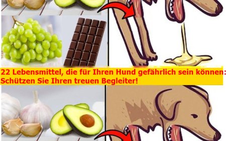 22 Lebensmittel, die für Ihren Hund gefährlich sein können: Schützen Sie Ihren treuen Begleiter