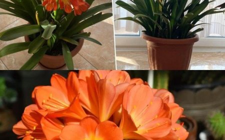 Eine große Mühe und viel Freude: Meine Mutter, die ich für CLÍVIA erklärt habe, ist die beste Pflanze für die Wohnung