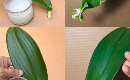 Dieses magische Wasser belebt sofort und ganz einfach 1 Orchideenblatt