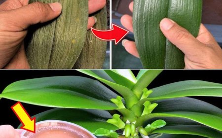 Ein Tropfen erzeugt hellgrüne Blätter – so eine Orchidee hatte ich noch nie zuvor