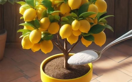 Wie man einen Zitronenbaum aus einem Samen züchtet: Ich teile einen Weg