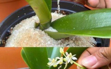 Orchideen blühen das ganze Jahr über mit einer Tasse pro Monat!