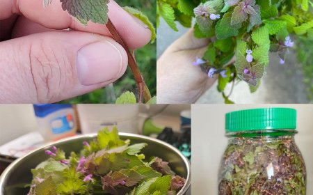 Lila Taubnessel: Das verborgene Heilmittel für Gesundheit und Haushalt