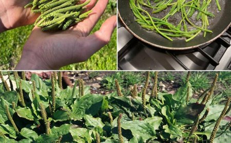 7 Vorteile und Anwendungen von Plantago Major