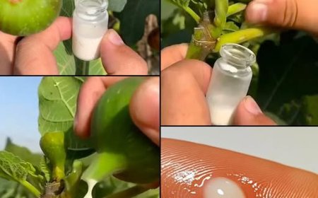 Die unglaublichen Vorteile von Feigensaft: Das verborgene Elixier der Natur