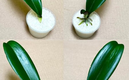 Orchideenblätter schlagen sofort Wurzeln und blühen das ganze Jahr über.