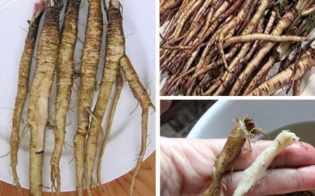 Es ist 100-mal wirksamer als eine Chemotherapie.