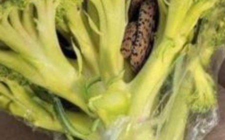 Überraschender Fund: