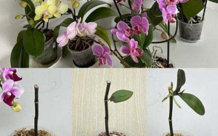 Wenn du das tust, blüht die Orchidee ein ganzes Jahr lang  sogar Gärtner empfehlen es