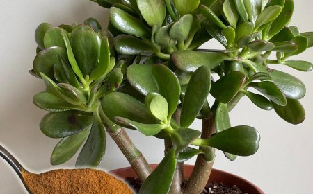 Wie man einen Jadebaum zum Blühen bringt und das ganze Haus parfümiert