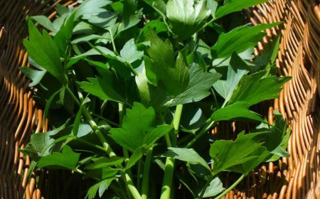 Rezept einer Liebstöckel-Suppe vorstellen