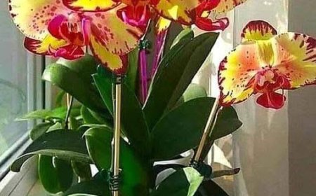 Verwenden Sie dies anstelle von Erde. Solche Orchideen haben Sie noch nie gehabt: