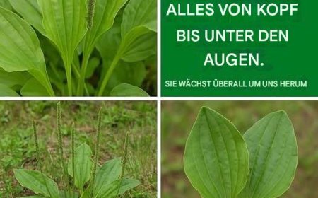 Wir stellen die Wunderpflanze vor: Wegerich