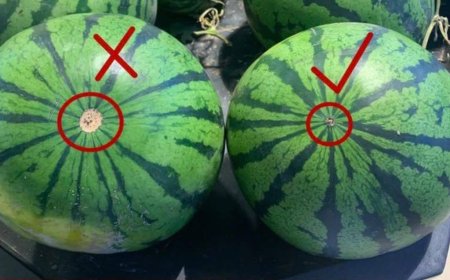 Der Trick bei der Auswahl einer reifen Wassermelone mit süßem, rotem Fruchtfleisch