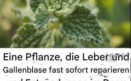Wilder Oregano: Reinigt die Leber und steigert das Wohlbefinden