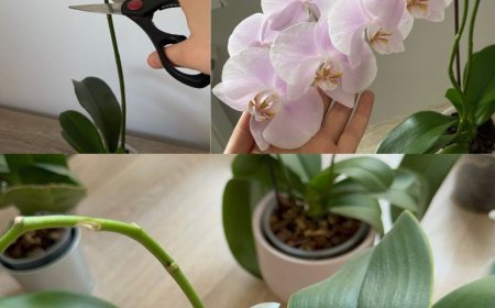 Reichlich Blüten und Wurzeln der Orchidee, wenn Sie diesen Vorgang einmal im Monat durchführen