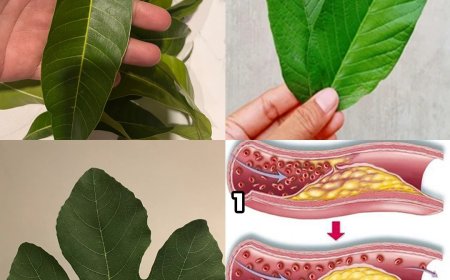 Die fünf Blätter, die Diabetes, Krebs, Fettleber, Durchblutungsstörungen und Bluthochdruck beseitigen – keine Pillen nötig