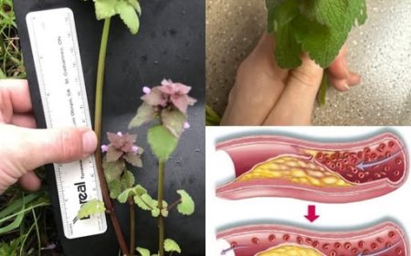 Sie haben diese Pflanze wahrscheinlich schon überall wachsen sehen … ohne auch nur eine Ahnung von ihrer unerwarteten Kraft zu haben