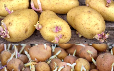 Der geniale Tipp, um das Keimen von Kartoffeln zu Hause zu verhindern