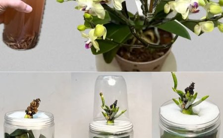 Anstatt deine Orchidee wegzuwerfen, lerne, wie du sie retten kannst