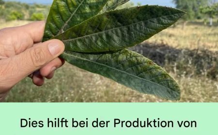 Entdecken Sie die ungeahnten Vorzüge dieses Blattes: Nierenentgiftung, Regulierung der Harnsäure und des Blutdruckgleichgewichts