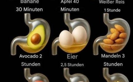 Verdauungsdauer gängiger Lebensmittel