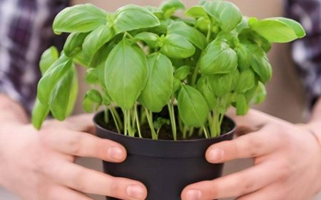 Basilikum, wo man es zu Hause hinstellt: Nur wenn Sie es hier hinstellen, haben Sie es stark, gesund und unendlich