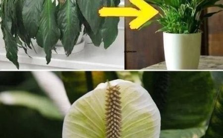 Geben Sie einen Esslöffel auf jede Pflanze zu Hause: Was Sie erwartet