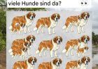 Kannst du alle Hunde entdecken? Teste deine Beobachtungsgabe