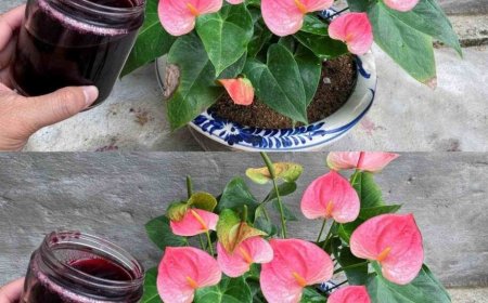 Mit diesem Wasser bringt die Anthurie viele Blüten hervor – so schön sah es noch nie aus