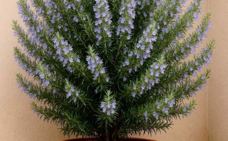 Das Geheimnis, wie man Rosmarin zu Hause anbaut und das ganze Haus damit parfümiert