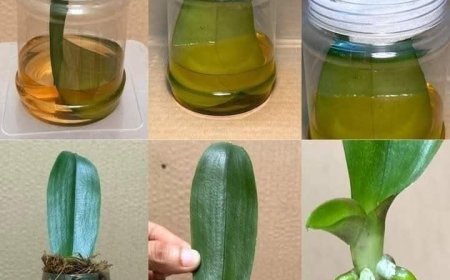 Dampfmethode für das Wurzeln von Orchideen: der schnelle Weg zu gesunden Wurzeln und besserem Wachstum