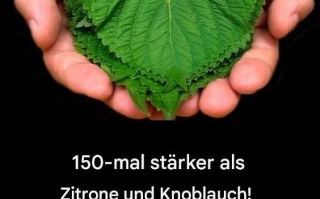 150-mal stärker als Zitrone und Knoblauch!