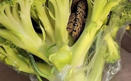 Eine überraschende Entdeckung in einer Aldi-Tüte Brokkoli: ein kulinarisches Abenteuer, das alles veränderte.