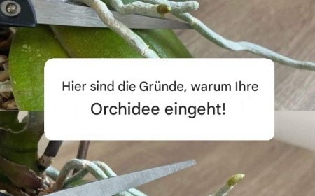 Gründe, warum Ihre Orchidee eingeht