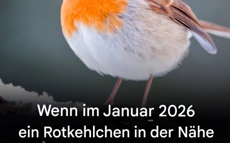 Wenn Sie in der Nähe Ihres Hauses ein Rotkehlchen sehen