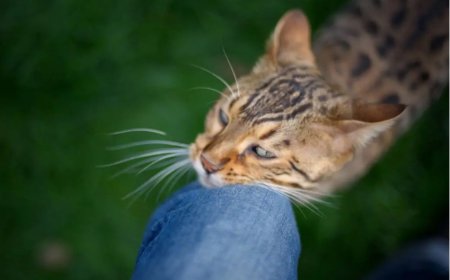 Was deine Katze dir mit ihrem Verhalten sagen möchte